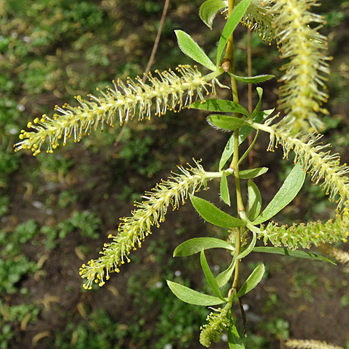 Trauerweide / Salix x sepulcralis